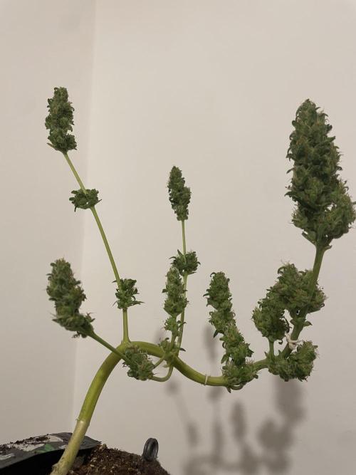 Micro Growing : LSD-25 Auto. Week 9 - Day # 61