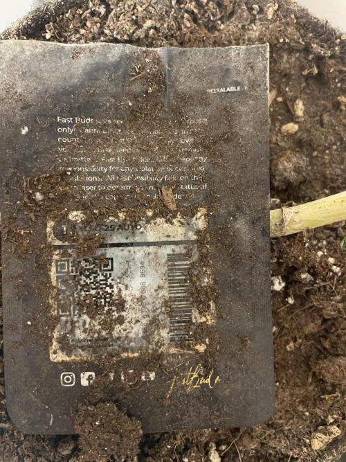 Micro Growing : LSD-25 Auto. Week 9 - Day # 61