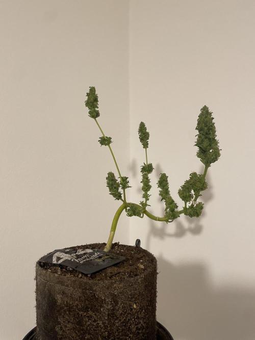 Micro Growing : LSD-25 Auto. Week 9 - Day # 61