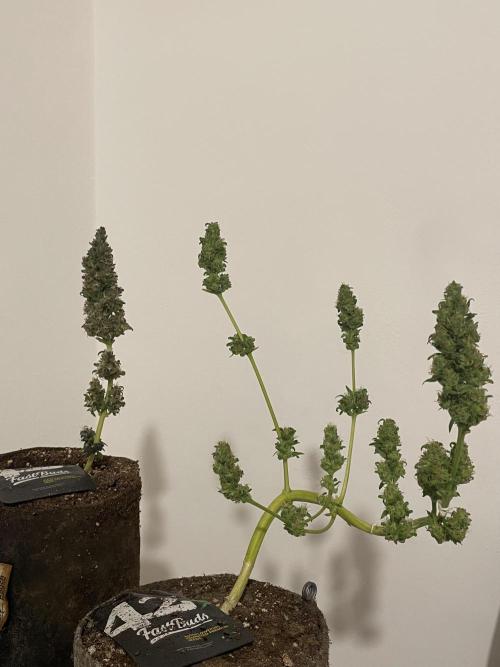 Micro Growing : LSD-25 Auto. Week 9 - Day # 61