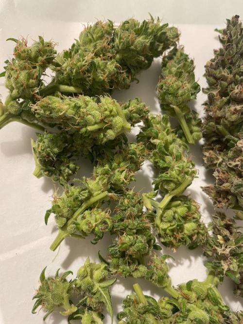 Micro Growing : LSD-25 Auto. Week 8 - Day # 61