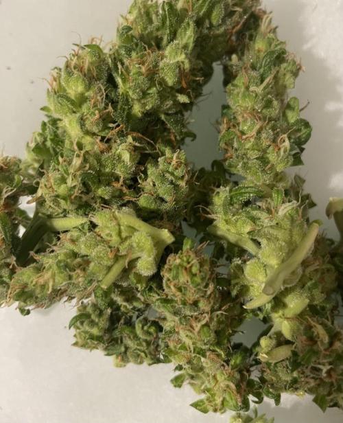 Micro Growing : LSD-25 Auto. Week 8 - Day # 61