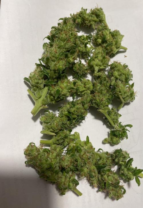 Micro Growing : LSD-25 Auto. Week 8 - Day # 61