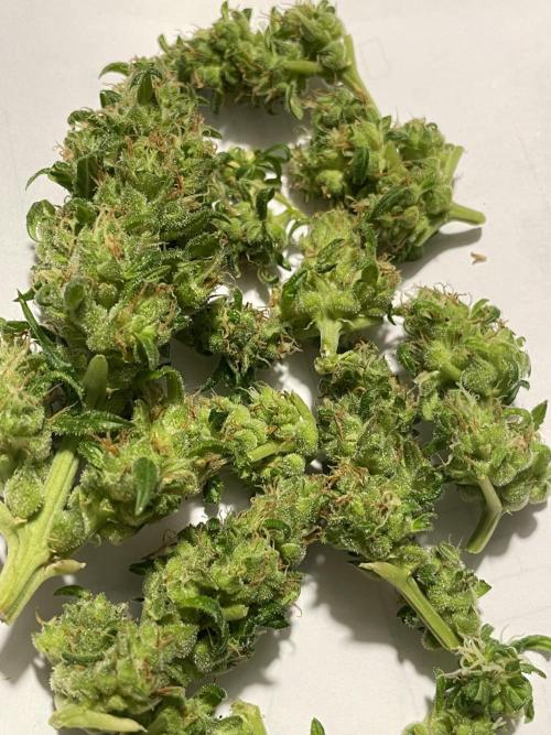 Micro Growing : LSD-25 Auto. Week 8 - Day # 61