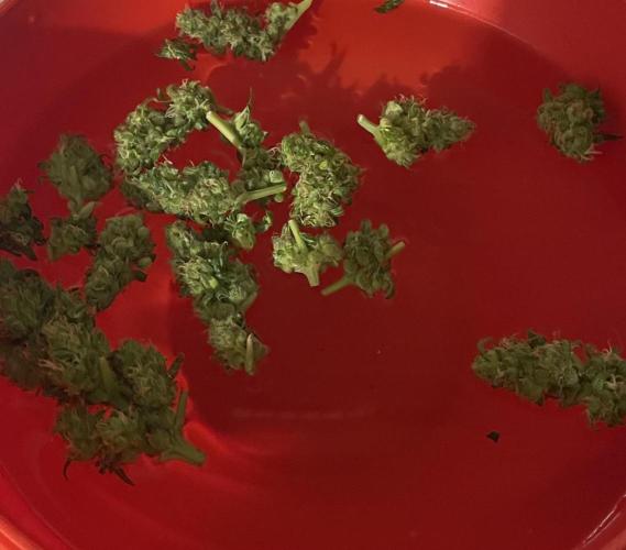 Micro Growing : LSD-25 Auto. Week 8 - Day # 61