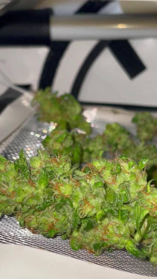 Micro Growing : LSD-25 Auto