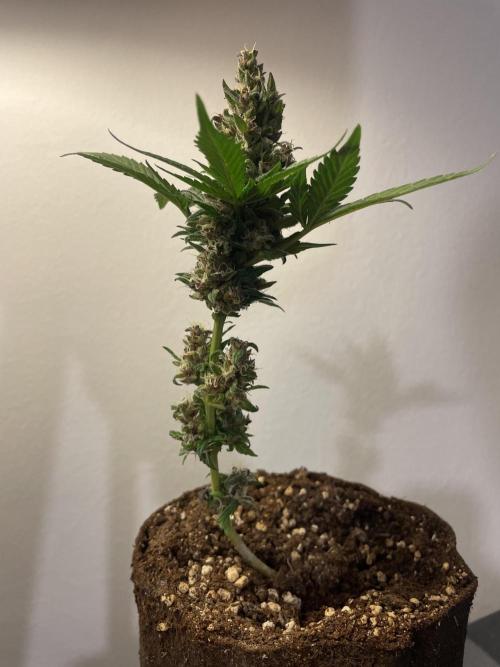 Micro Growing : LSD-25 Auto. Week 8 - Day # 60