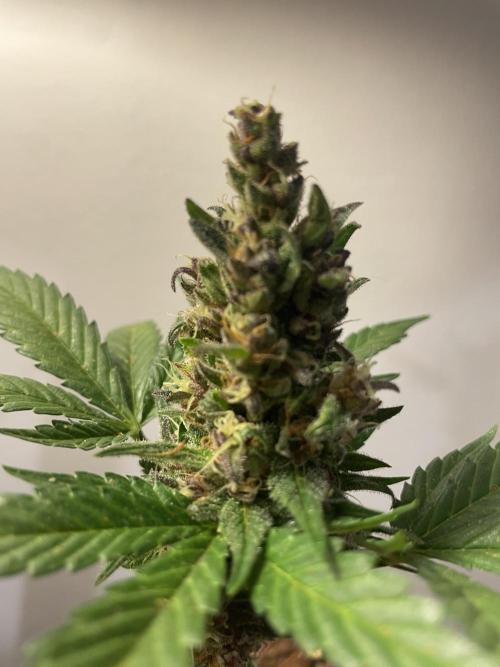 Micro Growing : LSD-25 Auto. Week 8 - Day # 60