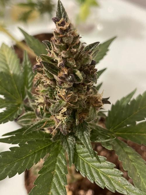 Micro Growing : LSD-25 Auto. Week 8 - Day # 61