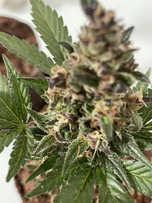 Micro Growing : LSD-25 Auto. Week 8 - Day # 61