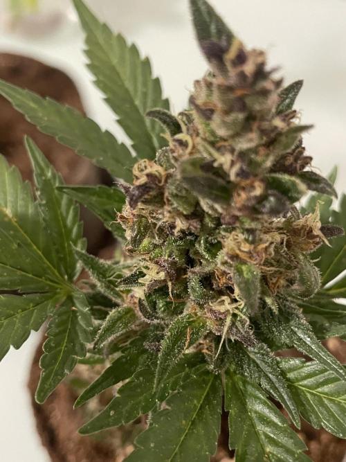 Micro Growing : LSD-25 Auto. Week 8 - Day # 61