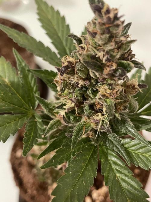 Micro Growing : LSD-25 Auto. Week 8 - Day # 61