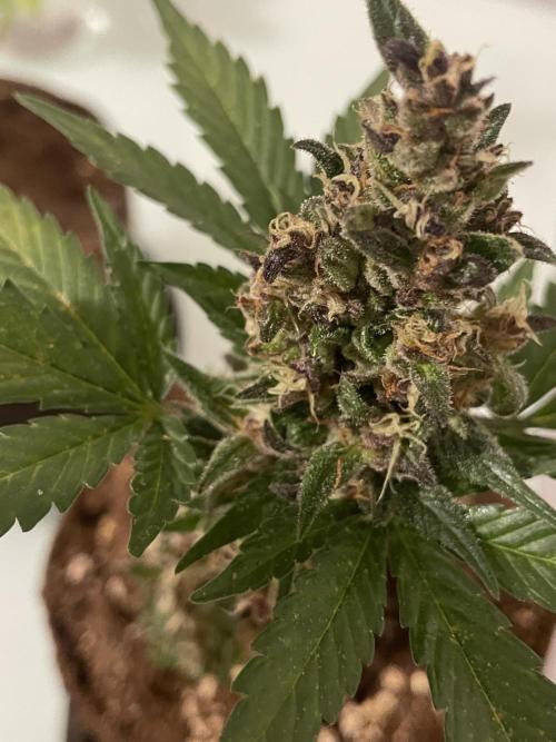 Micro Growing : LSD-25 Auto. Week 8 - Day # 61