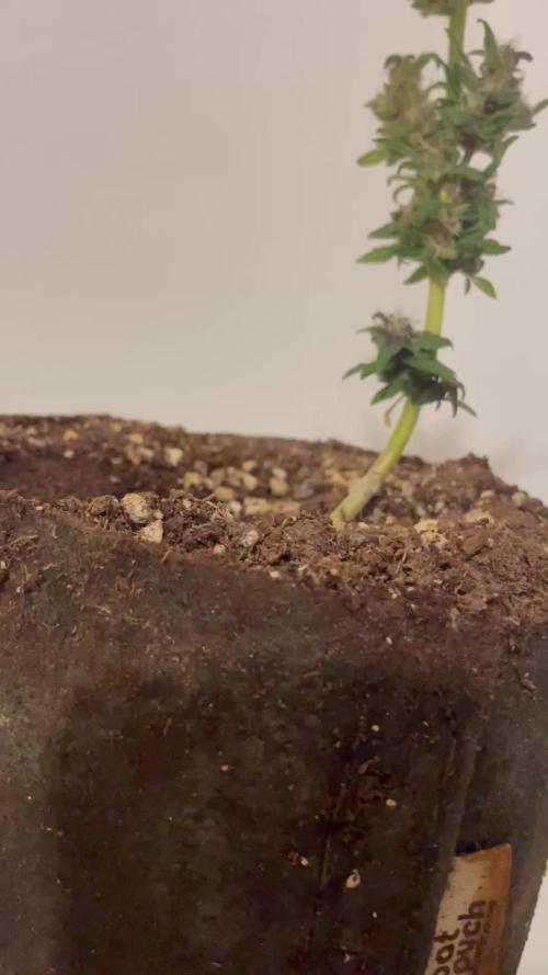 Micro Growing : LSD-25 Auto