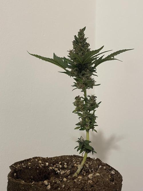 Micro Growing : LSD-25 Auto. Week 8 - Day # 61