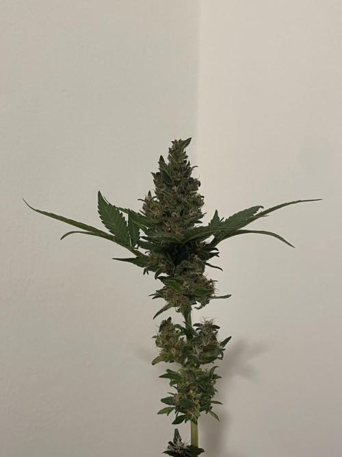 Micro Growing : LSD-25 Auto. Week 8 - Day # 61