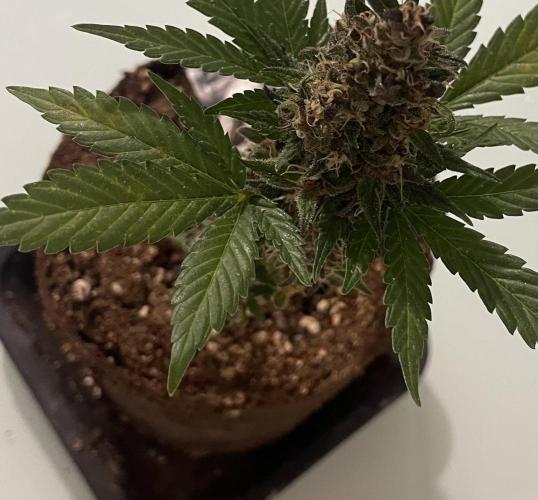 Micro Growing : LSD-25 Auto. Week 8 - Day # 61