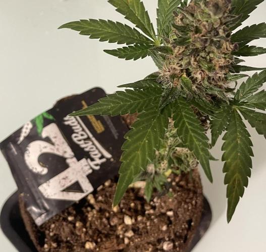 Micro Growing : LSD-25 Auto. Week 8 - Day # 61