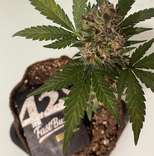 Micro Growing : LSD-25 Auto. Week 8 - Day # 61