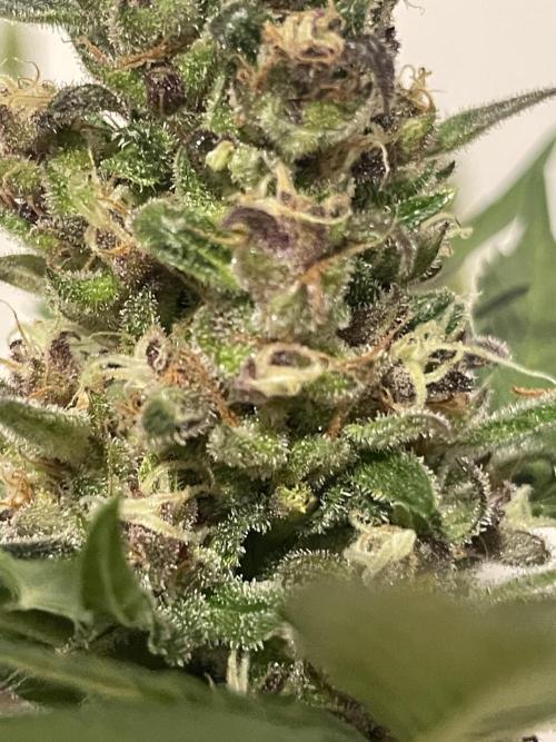 Micro Growing : LSD-25 Auto. Week 8 - Day # 61