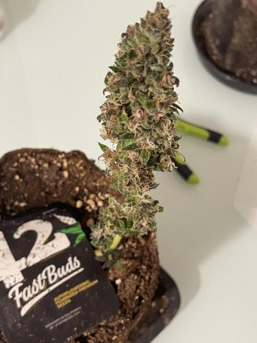 Micro Growing : LSD-25 Auto. Week 8 - Day # 61