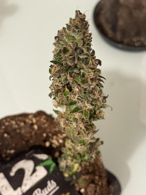 Micro Growing : LSD-25 Auto. Week 8 - Day # 61