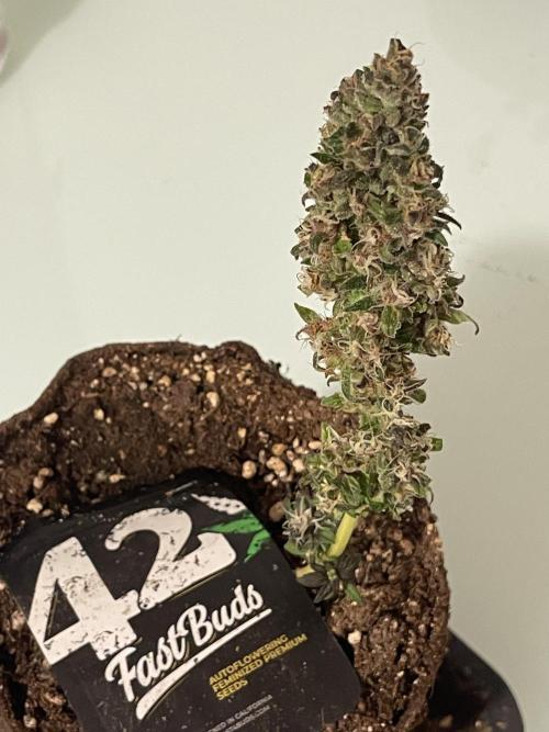 Micro Growing : LSD-25 Auto. Week 8 - Day # 61