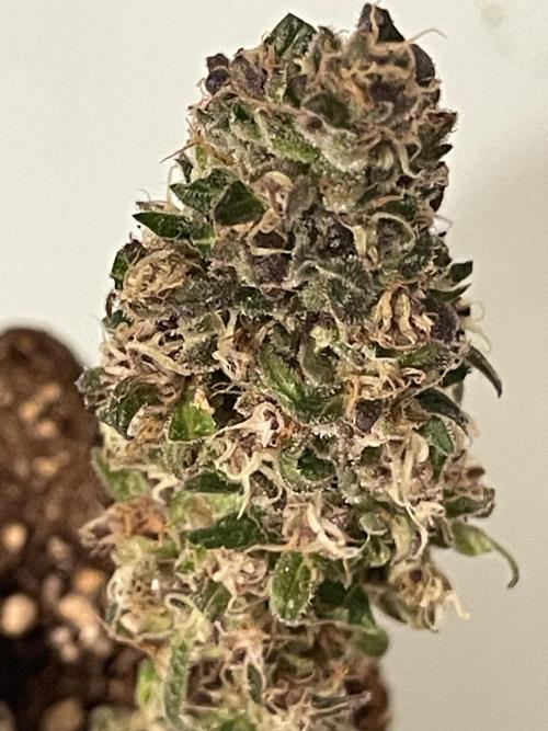 Micro Growing : LSD-25 Auto. Week 8 - Day # 61