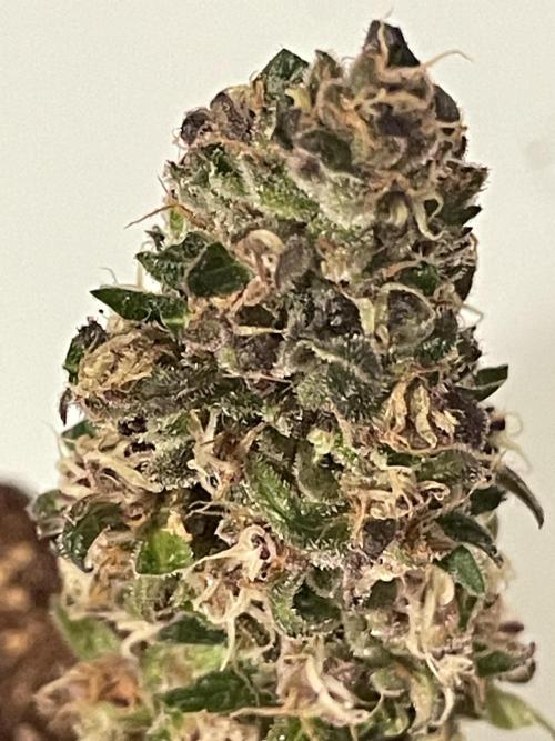 Micro Growing : LSD-25 Auto. Week 8 - Day # 61