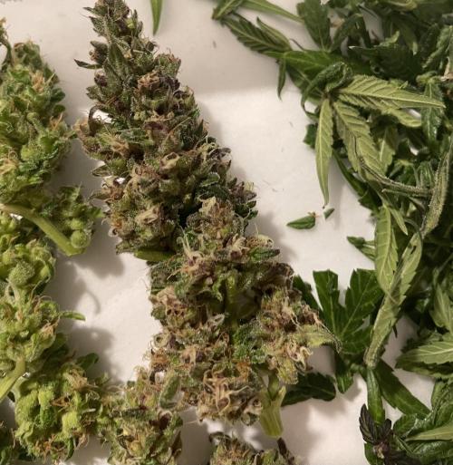 Micro Growing : LSD-25 Auto. Week 8 - Day # 61