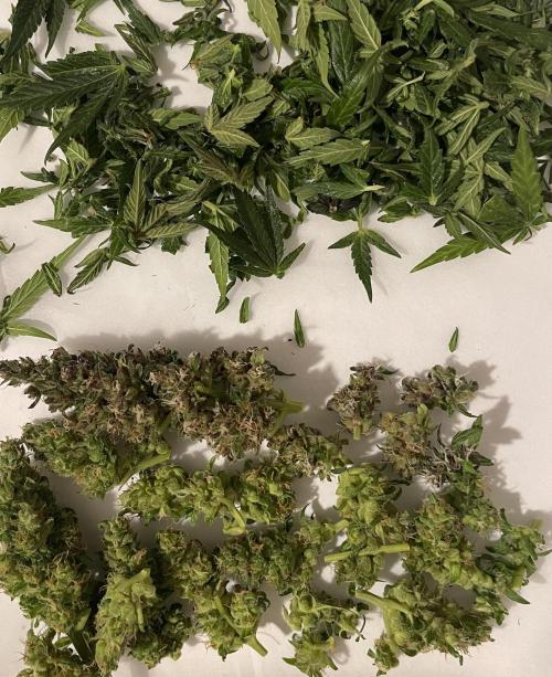 Micro Growing : LSD-25 Auto. Week 8 - Day # 61