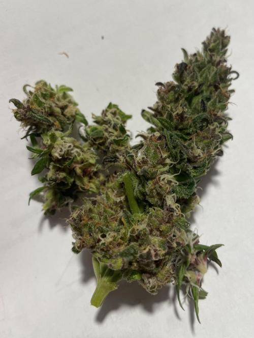 Micro Growing : LSD-25 Auto. Week 8 - Day # 61