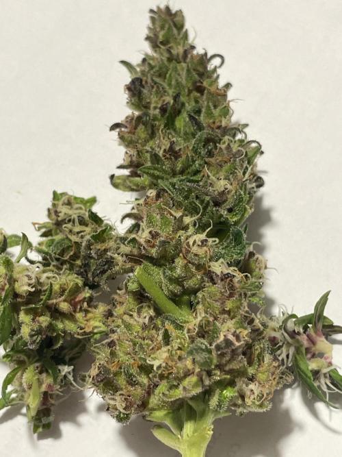 Micro Growing : LSD-25 Auto. Week 8 - Day # 61