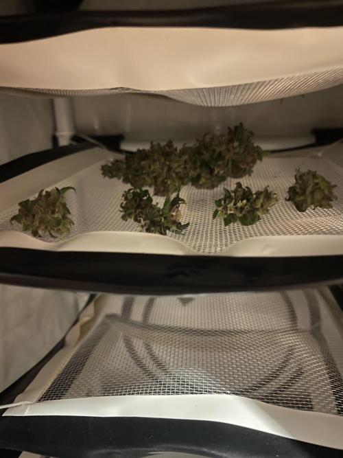 Micro Growing : LSD-25 Auto. Week 8 - Day # 61