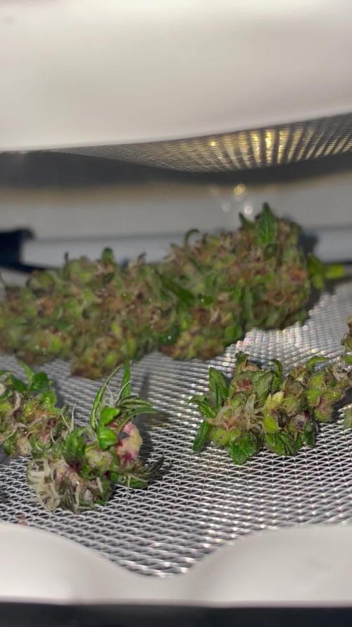 Micro Growing : LSD-25 Auto