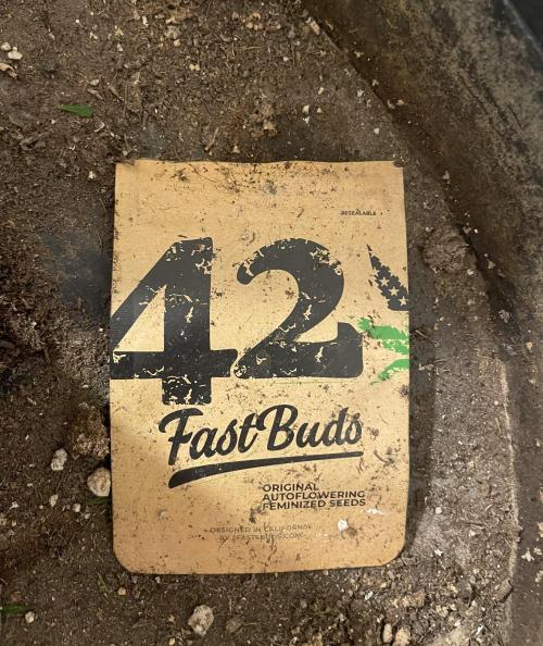 Micro Growing : Trainwreck Auto. Week 12 - Day # 81