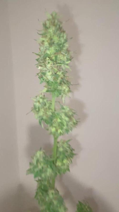 Micro Growing : Trainwreck Auto