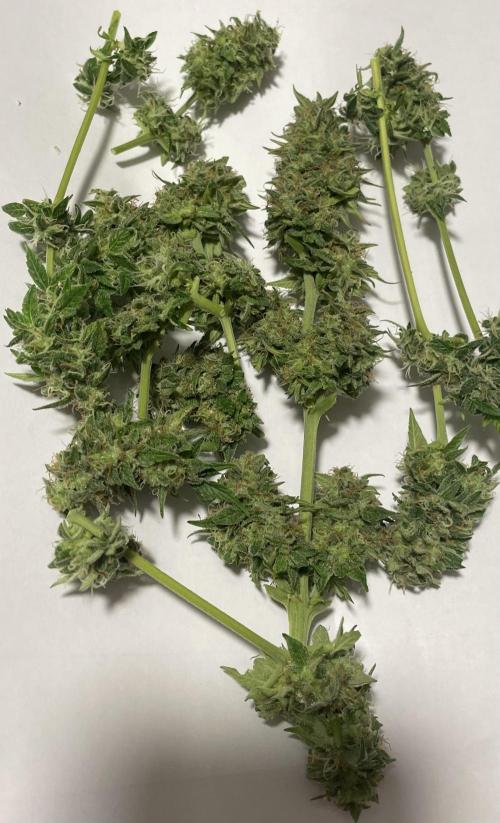 Micro Growing : Trainwreck Auto. Week 12 - Day # 81