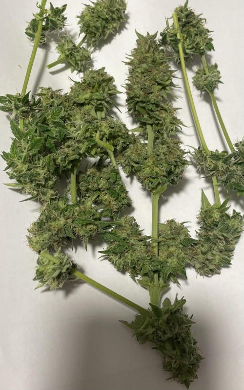 Micro Growing : Trainwreck Auto. Week 12 - Day # 81