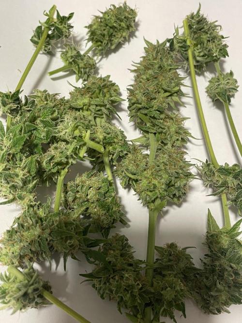 Micro Growing : Trainwreck Auto. Week 12 - Day # 81