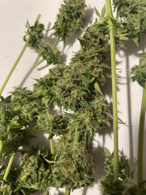 Micro Growing : Trainwreck Auto. Week 12 - Day # 81