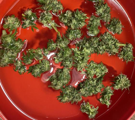 Micro Growing : Trainwreck Auto. Week 12 - Day # 81