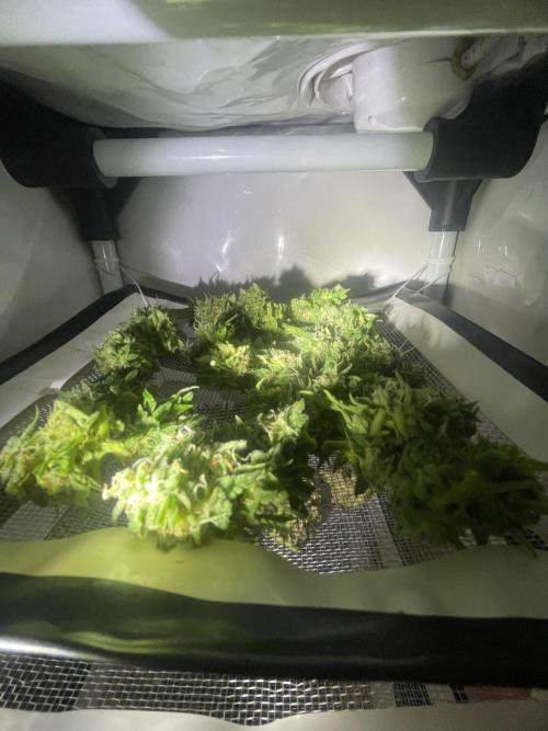 Micro Growing : Trainwreck Auto. Week 12 - Day # 81