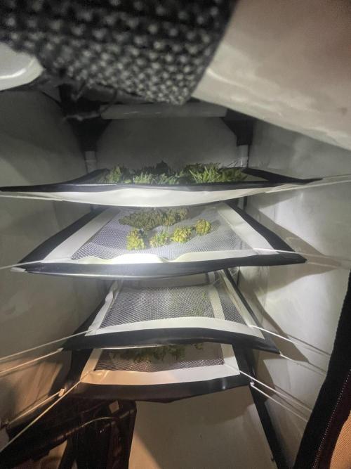 Micro Growing : Trainwreck Auto. Week 12 - Day # 81