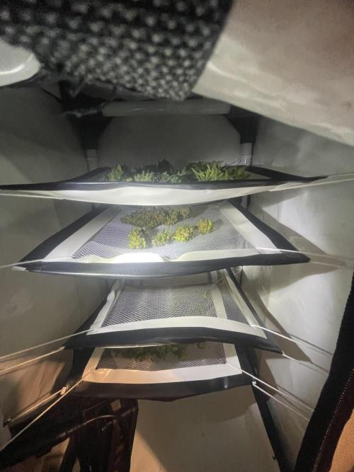 Micro Growing : Trainwreck Auto. Week 12 - Day # 81