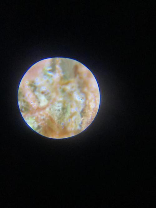 Micro Growing : Grapefruit Auto. Week 9 - Day # 83