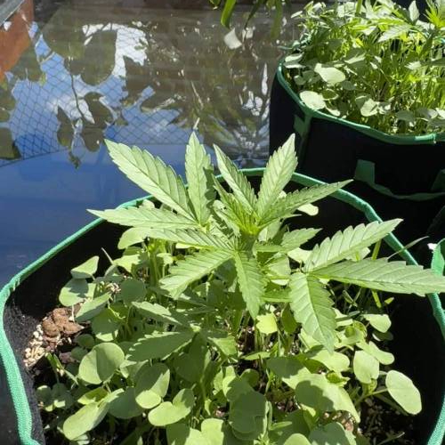 CANNASIM - CBD CRACK AUTO 1:1