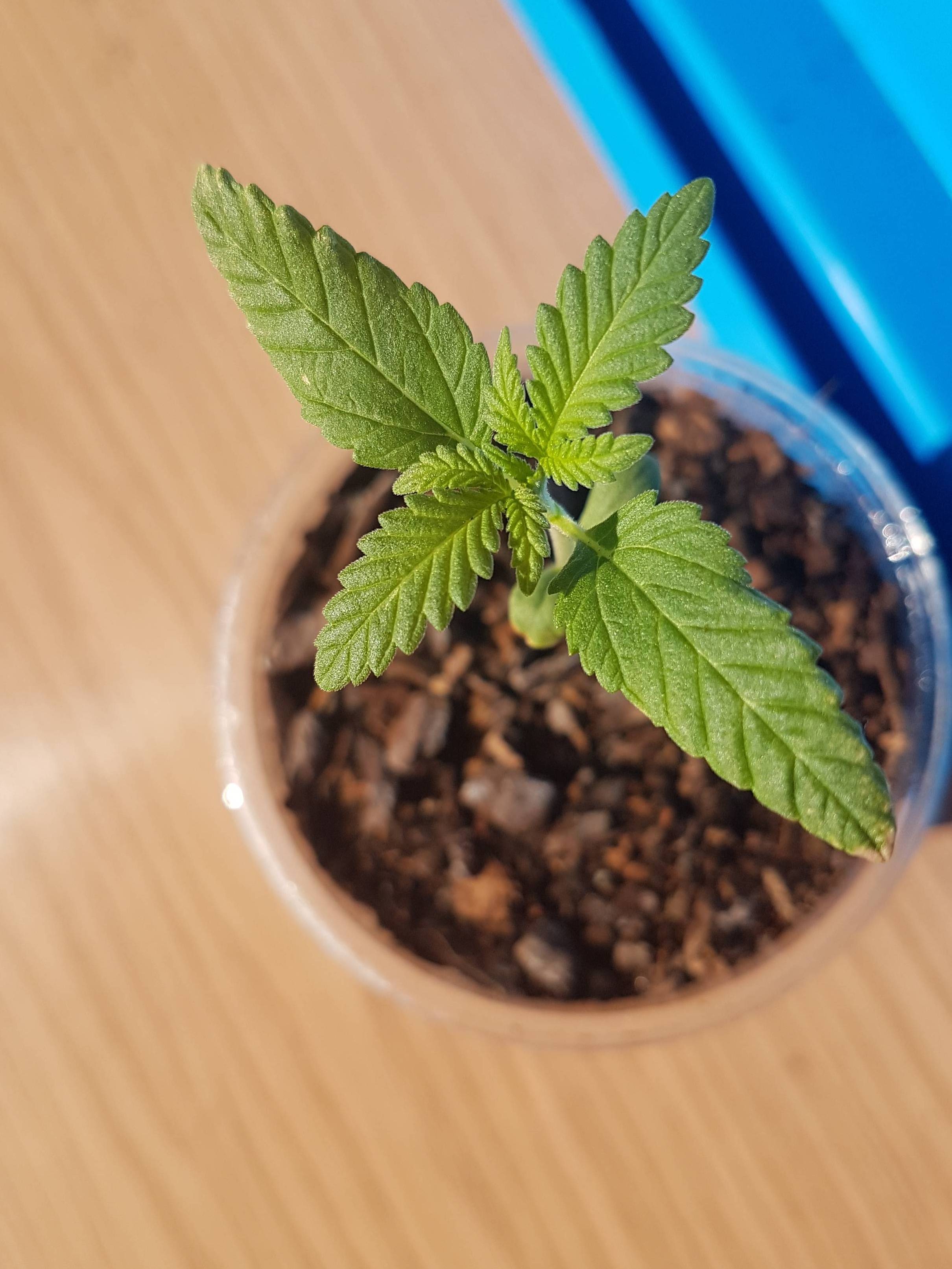 Strawberry Diesel 2 grow diary (journal) week3 by Melbournegrown