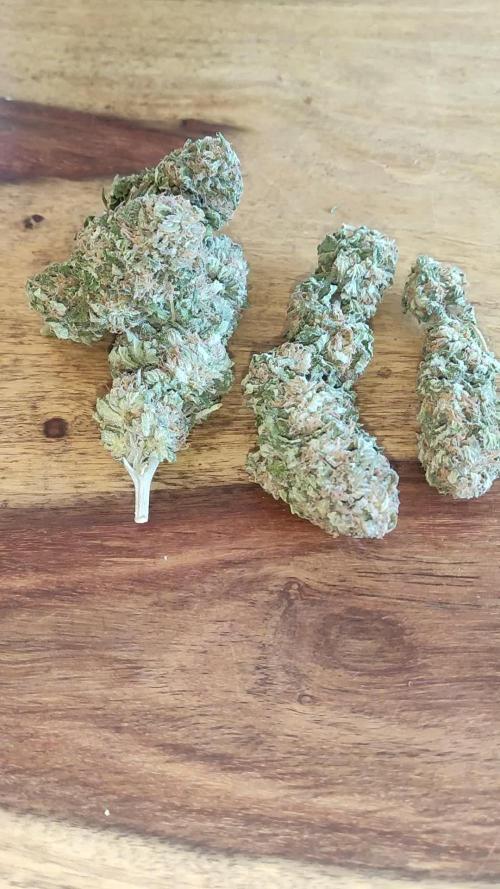 Auto Overdose ( Outdoor )