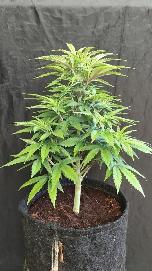 S.A.D. Sweet Afghani Delicious Fast Version